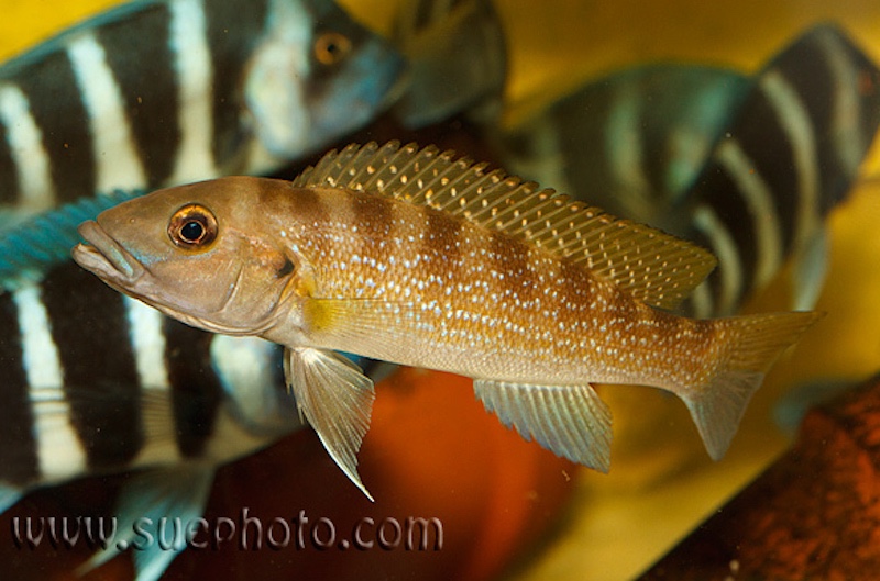 Neolamprologus cunningtoni 'Cape Chaitika'